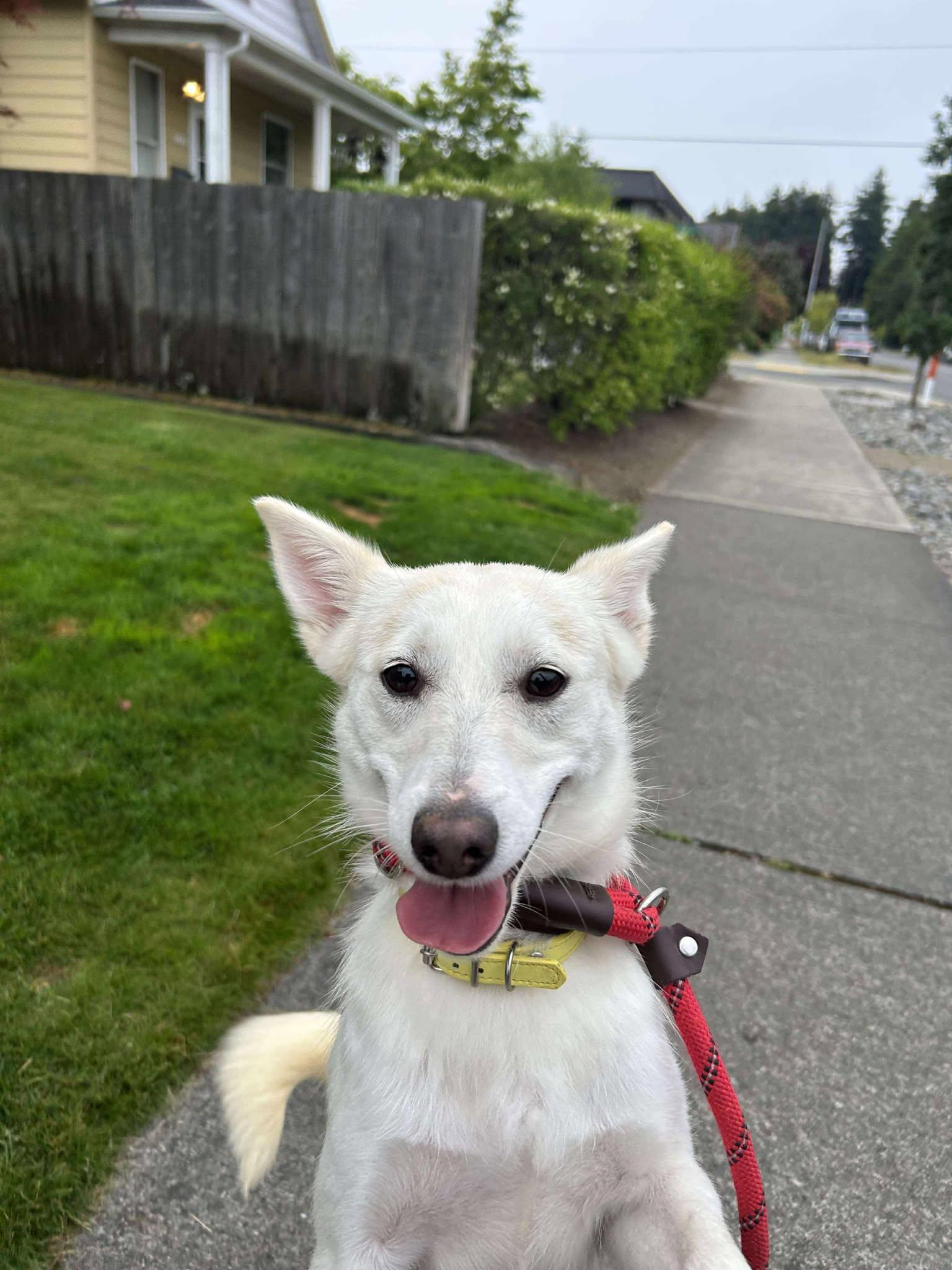 Ella, Adoptable, Young Female Shiba Inu.
