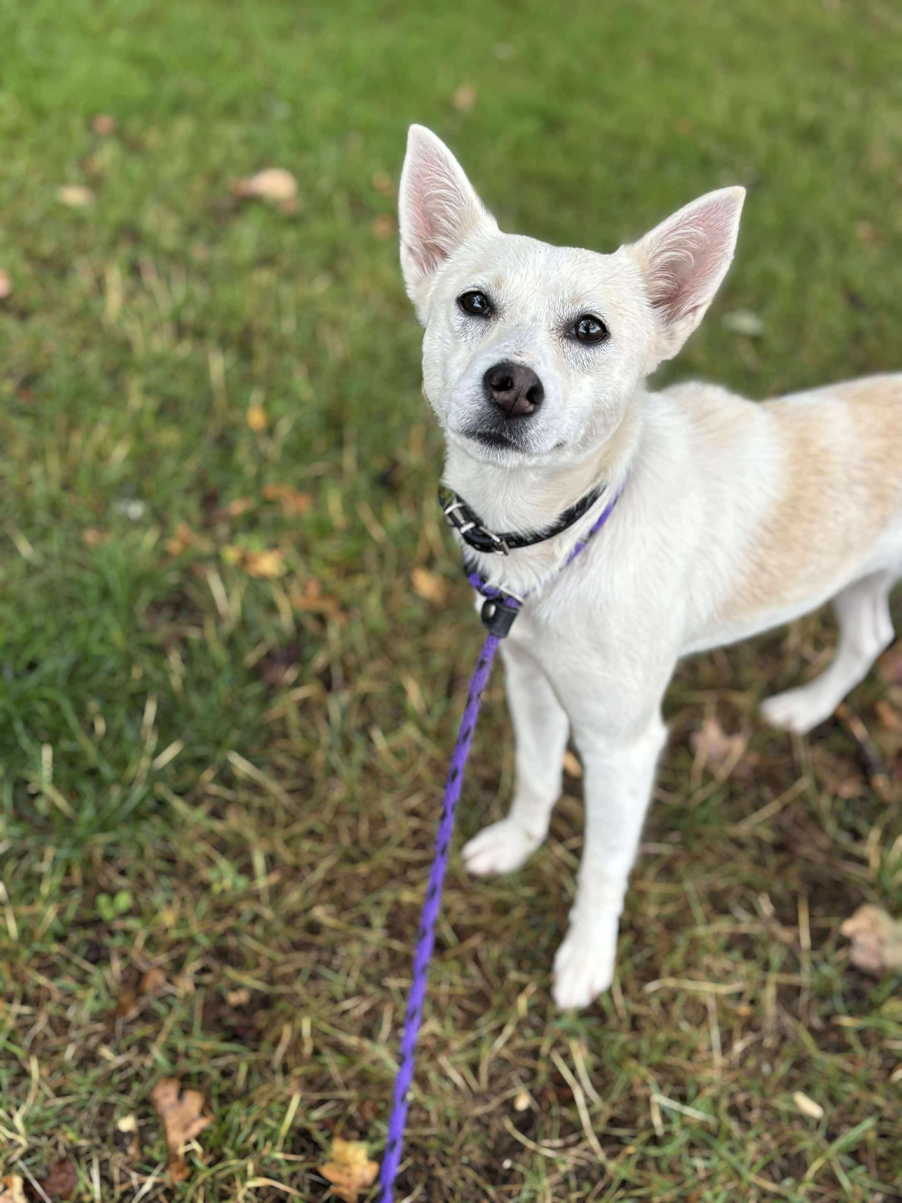 Enlarge Ella, a Adoptable mixed breed in Tacoma, WA image 2/6