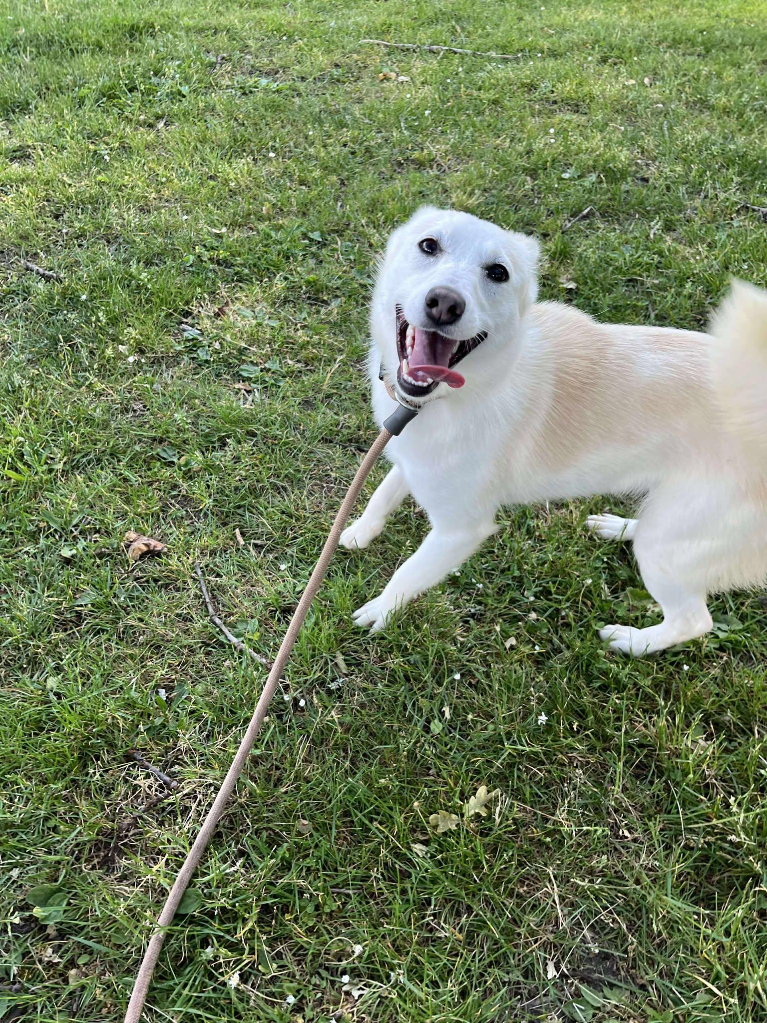 Enlarge Ella, a Adoptable mixed breed in Tacoma, WA image 3/6