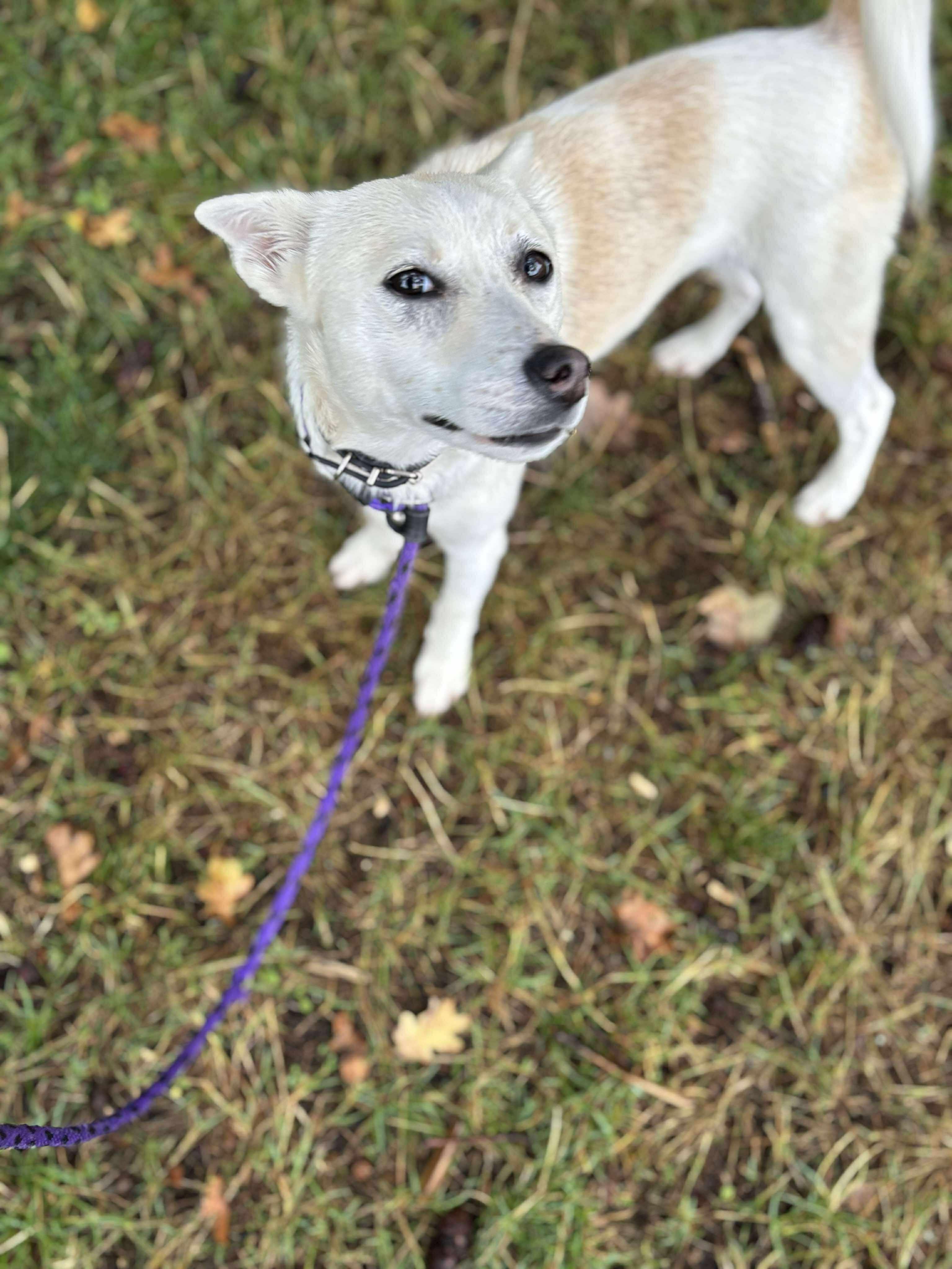 Ella, Adoptable, Young Female Shiba Inu.