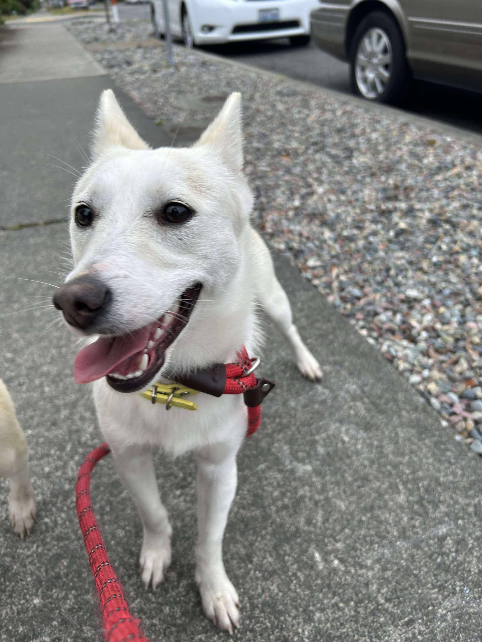 Enlarge Ella, a Adoptable mixed breed in Tacoma, WA image 5/6