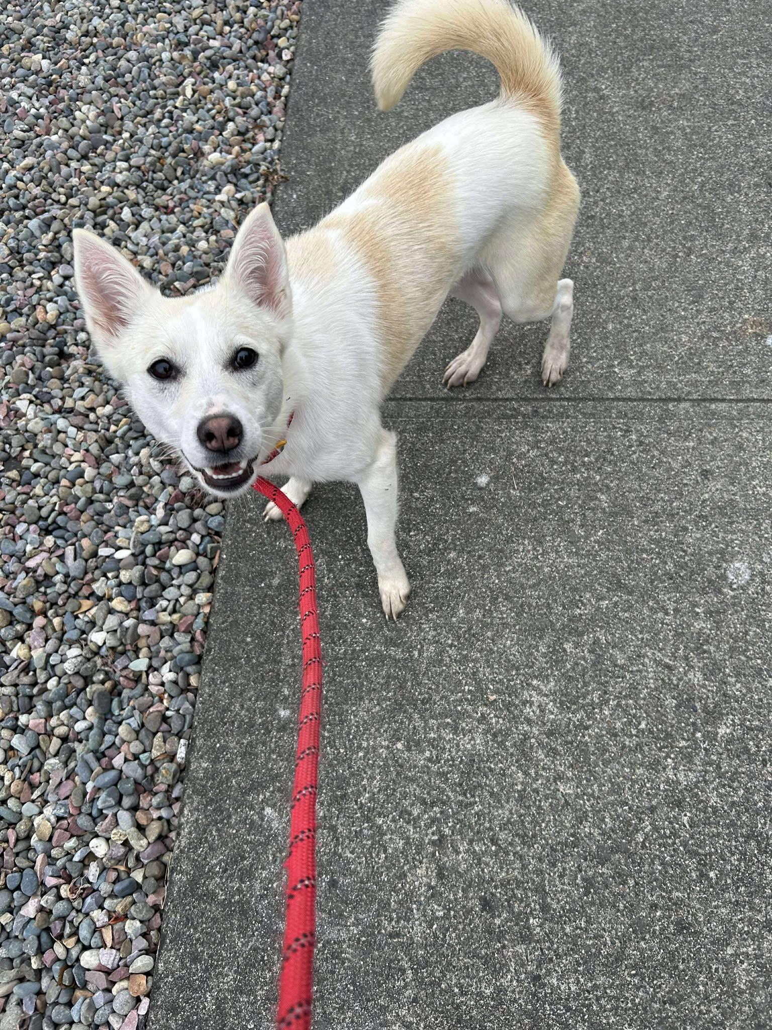 Enlarge Ella, a Adoptable mixed breed in Tacoma, WA image 6/6