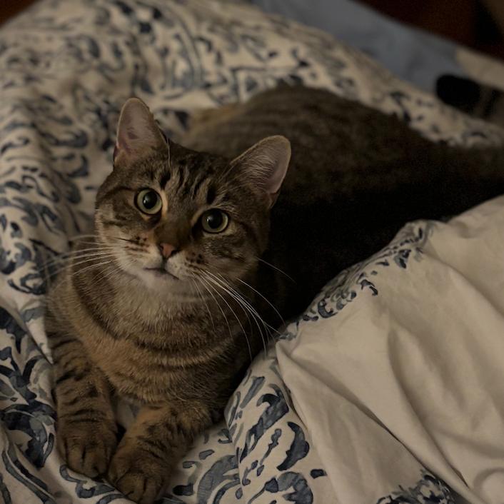 Dell, Adoptable, Adult Female Domestic Short Hair.