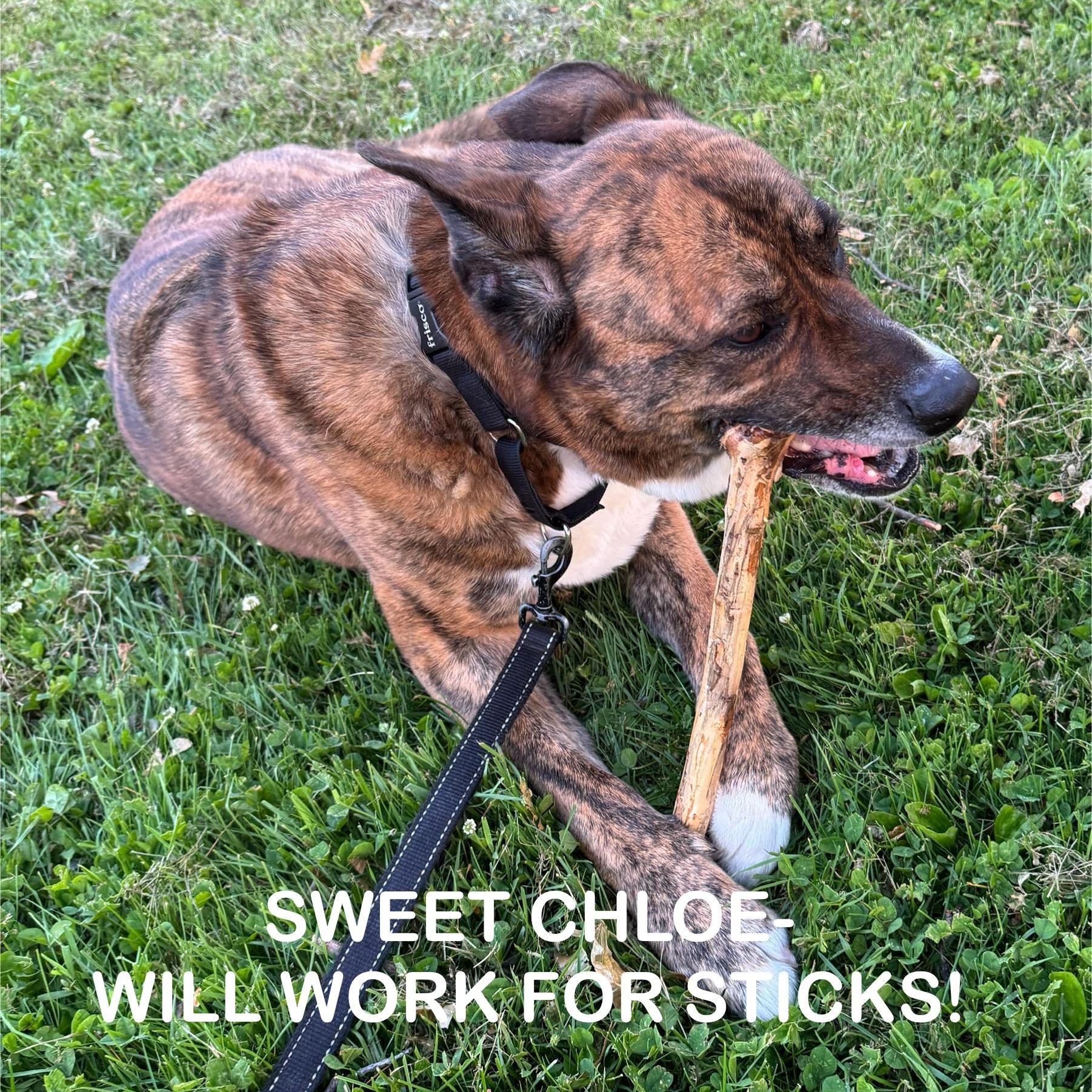 CHLOE - Meet the big SENIOR SWEETIE! 3