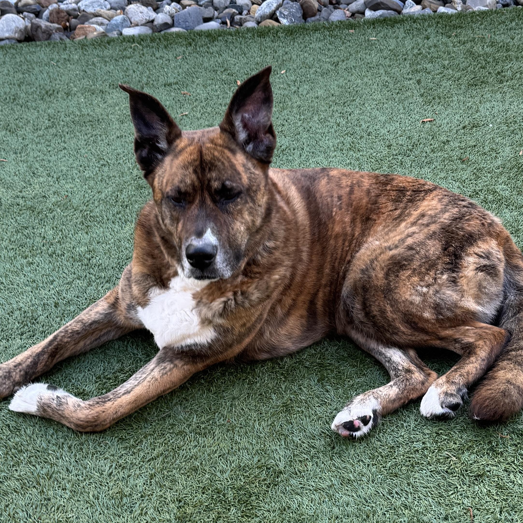 CHLOE - Meet the big SENIOR SWEETIE! 4