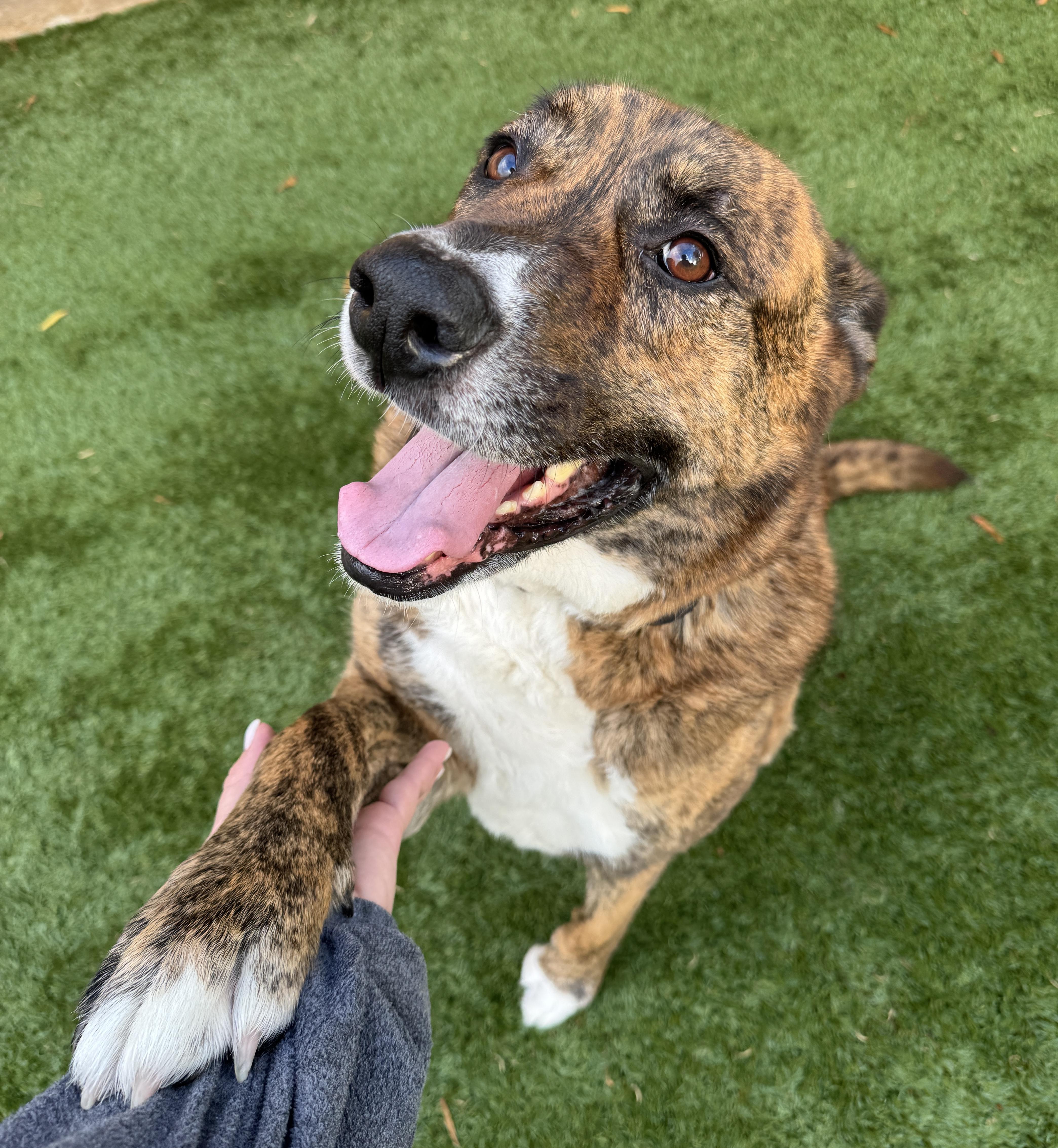 CHLOE - Meet the big SENIOR SWEETIE! 5