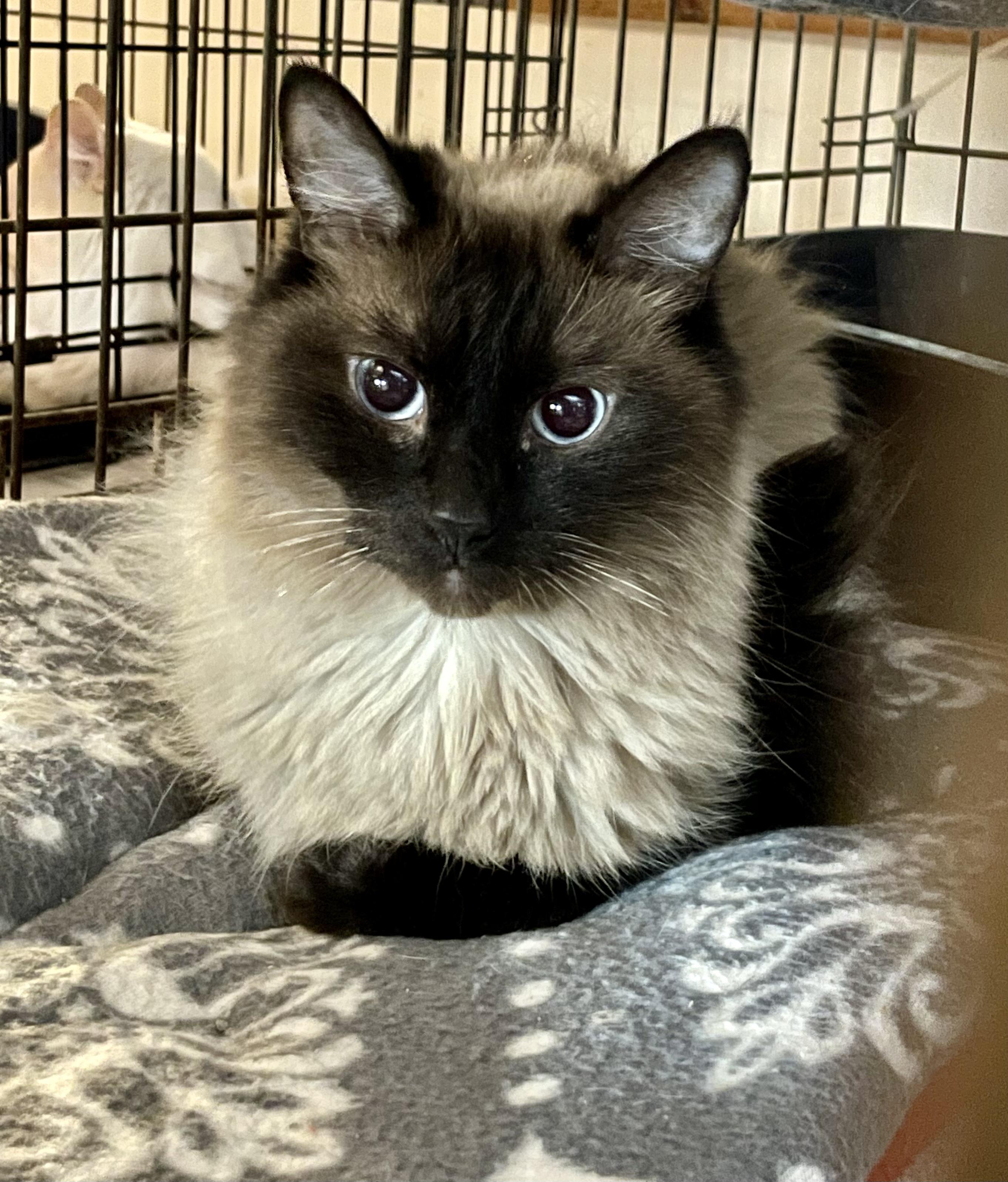 Enlarge Little Einstein, an adopted Siamese in Lacon, IL image 2/2