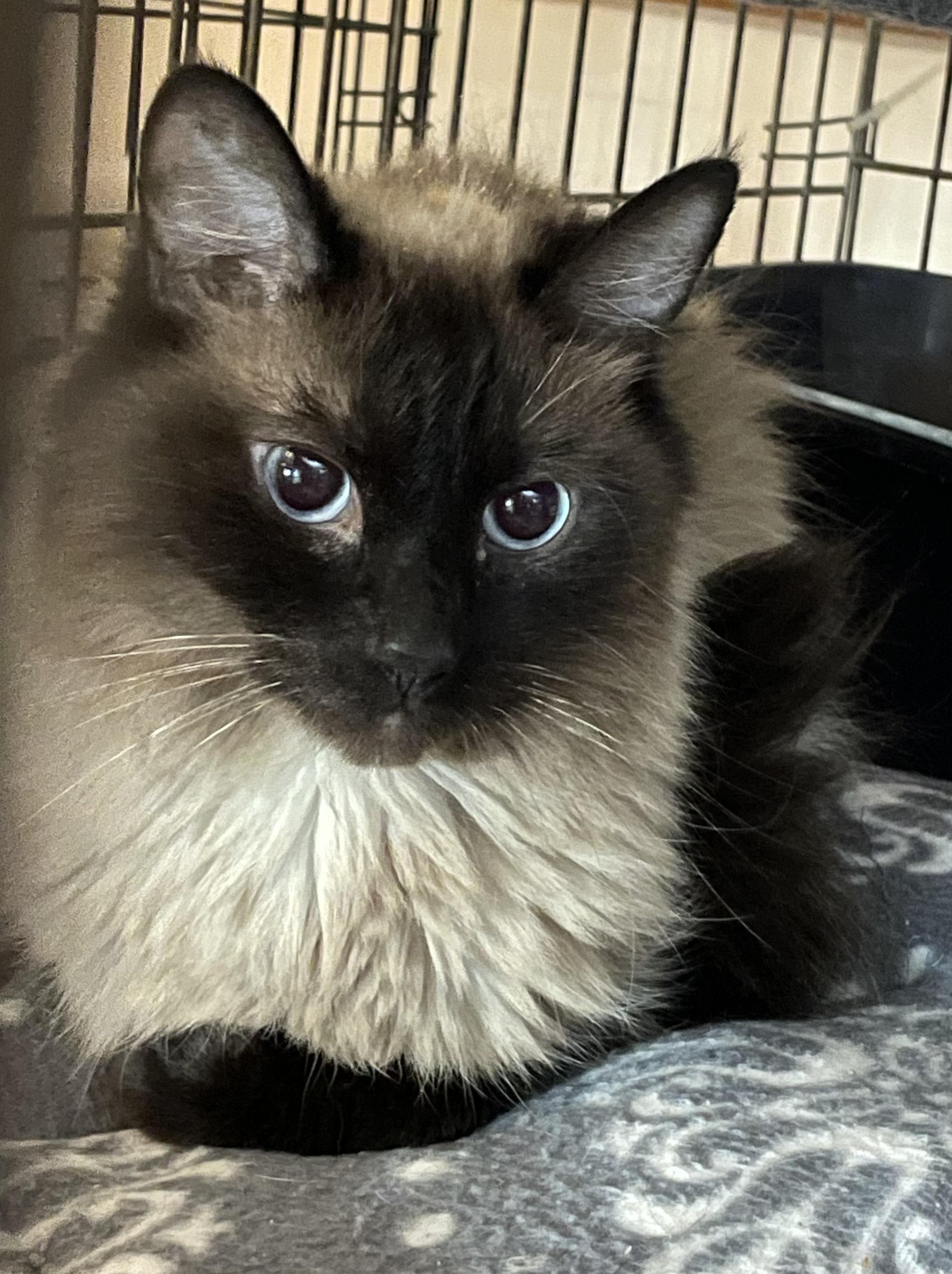 Little Einstein, adopted, Young Male Siamese.