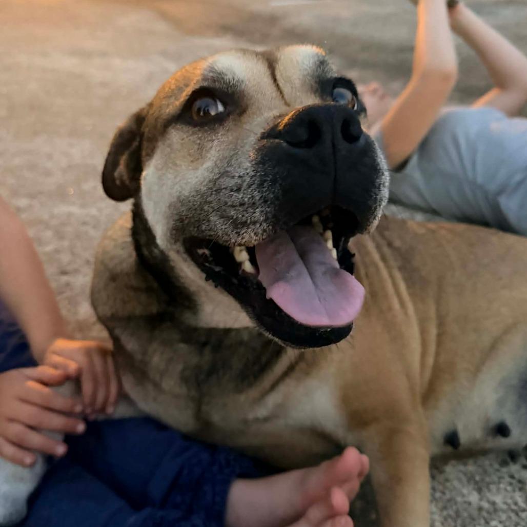Rosea, Adoptable, Adult Female Mixed Breed.