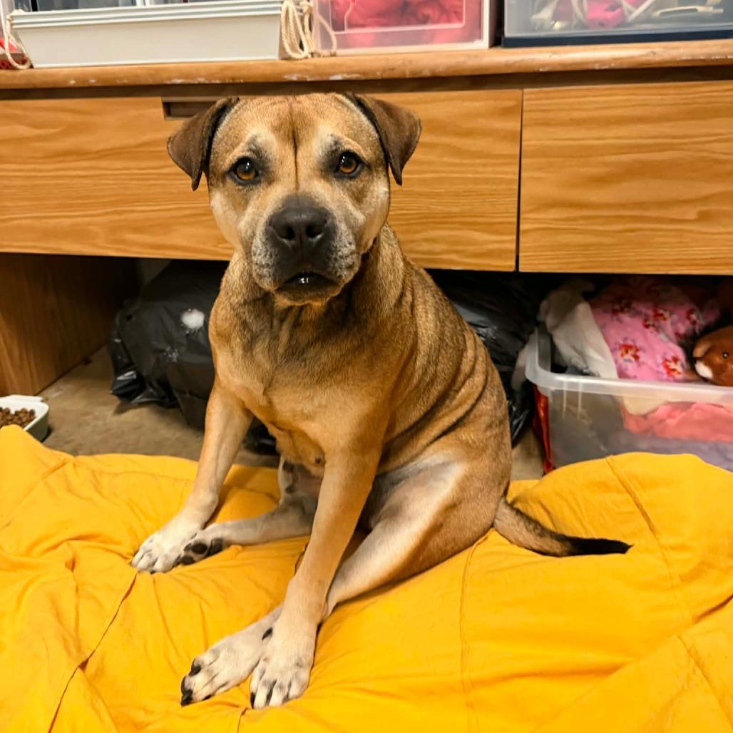 Enlarge Rosea, a Adoptable Mixed Breed in mount vernon, AR image 2/2