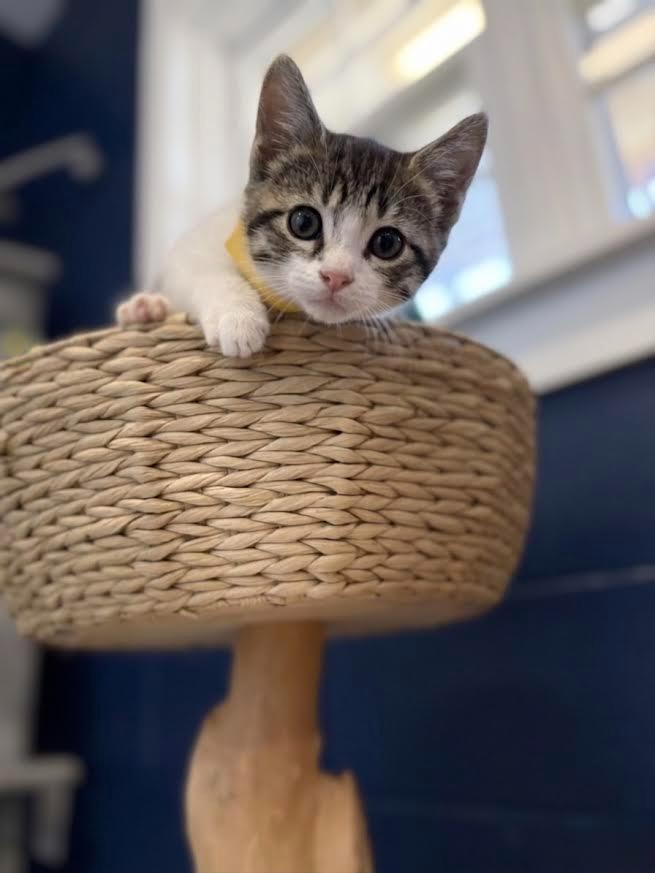 THOMAS, Adoptable, Kitten Male Domestic Short Hair.