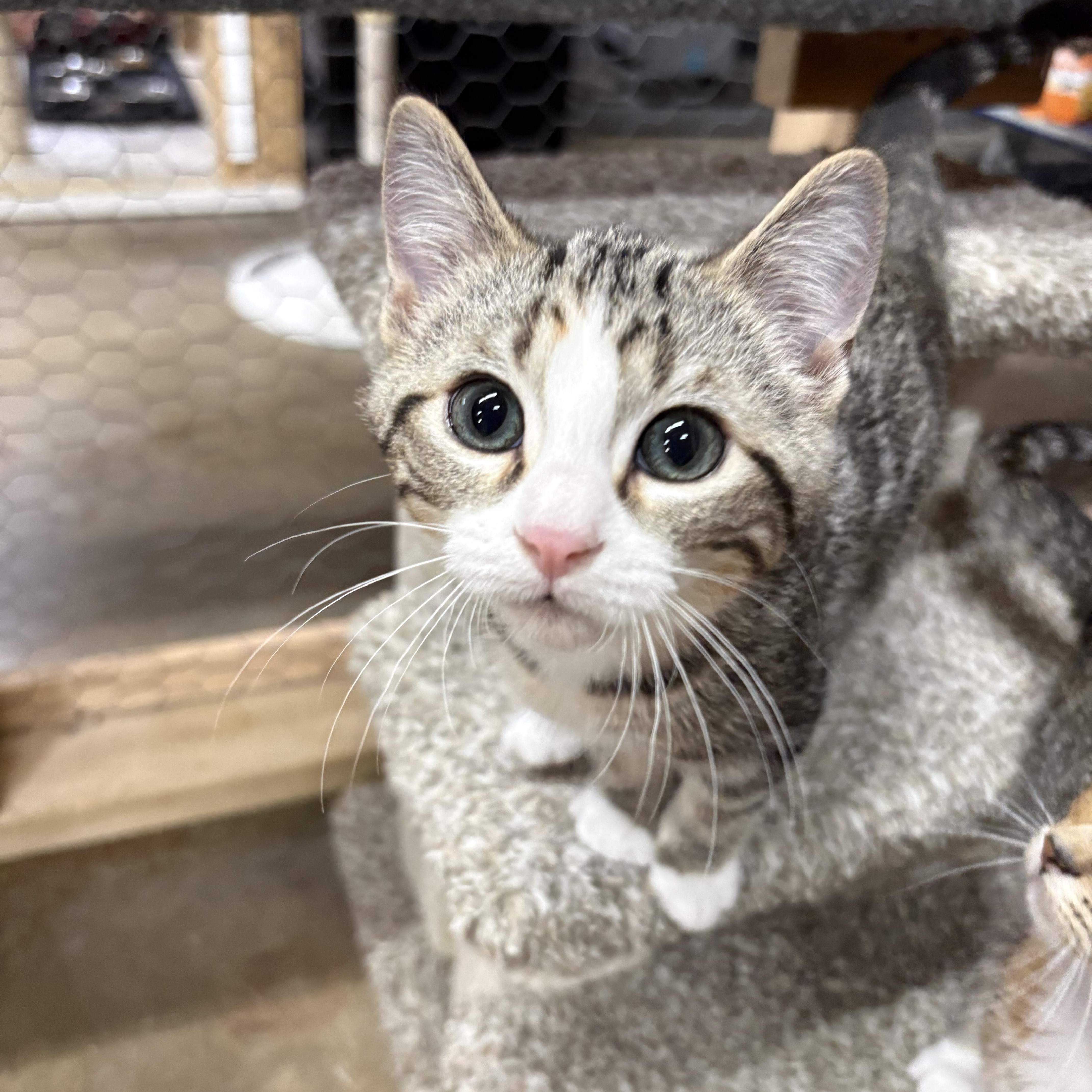 Cherry, ADOPTABLE, Kitten Female Domestic Short Hair.