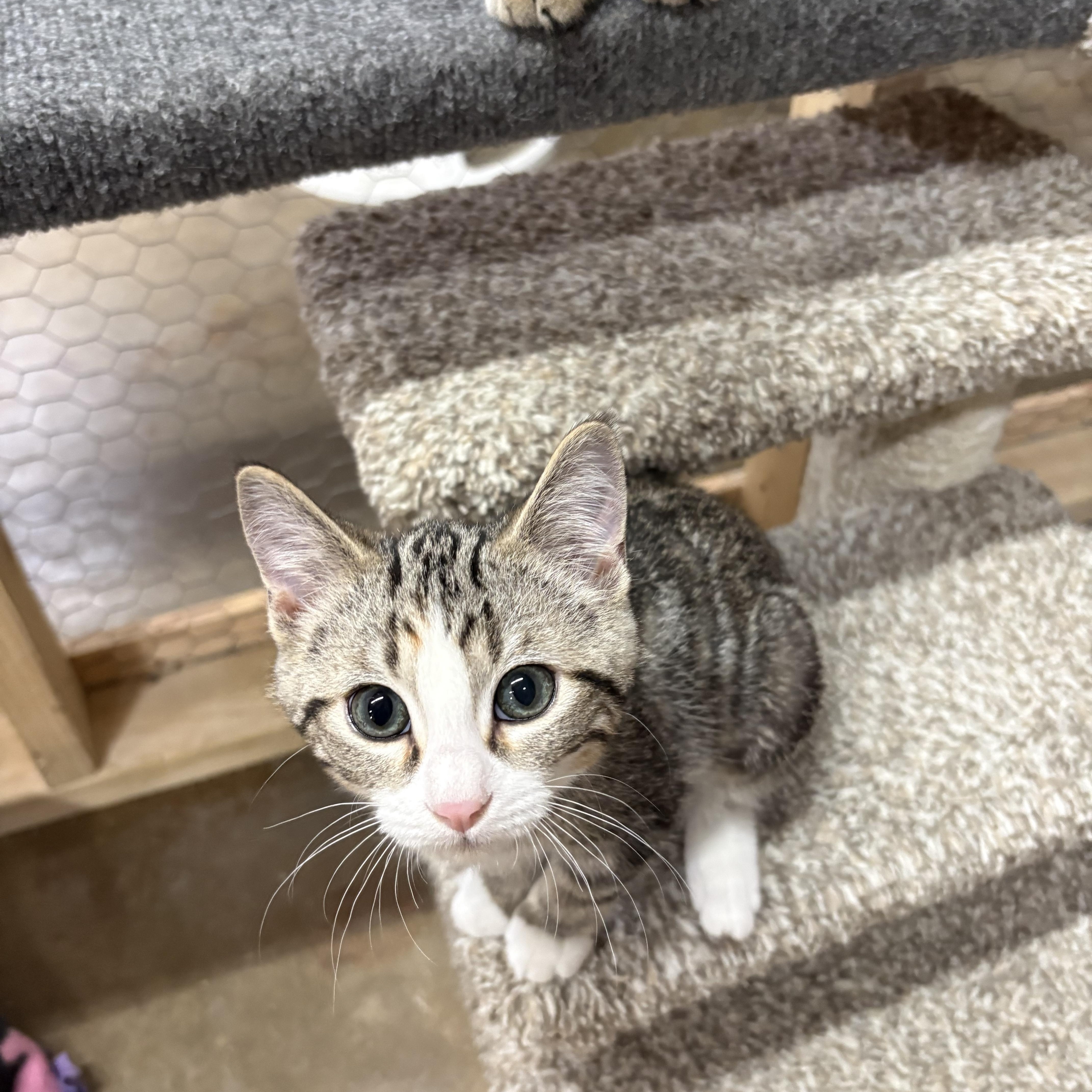 Cherry, a ADOPTABLE Domestic Short Hair in Faribault, MN image 2/2
