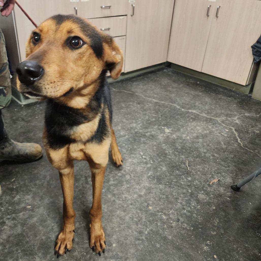 Smokey, Adoptable, Adult Male Mixed Breed.