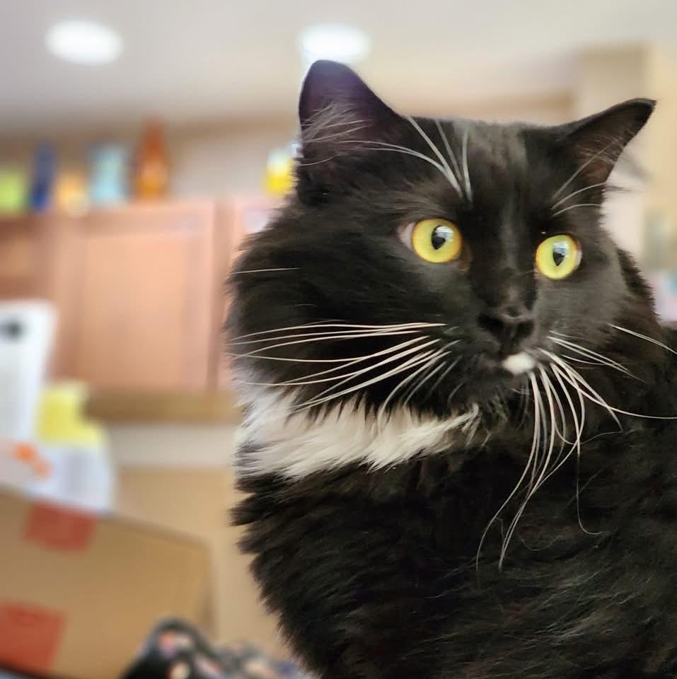 Lovena, a Adoptable Domestic Medium Hair in Ladson, SC image 2/6