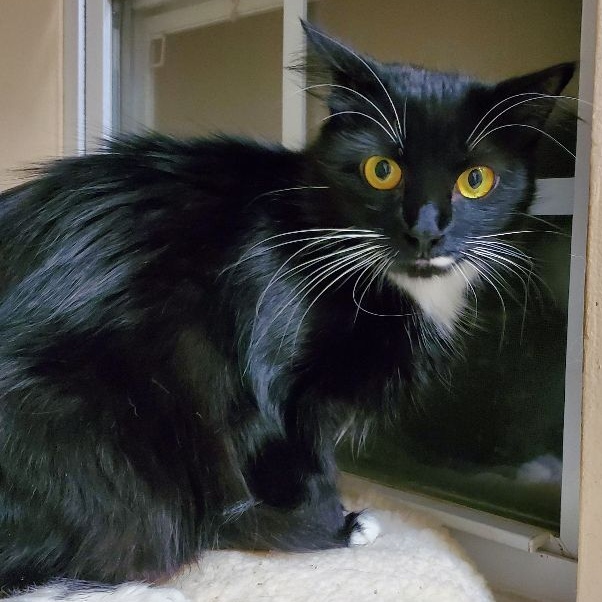 Lovena, a Adoptable Domestic Medium Hair in Ladson, SC image 5/6