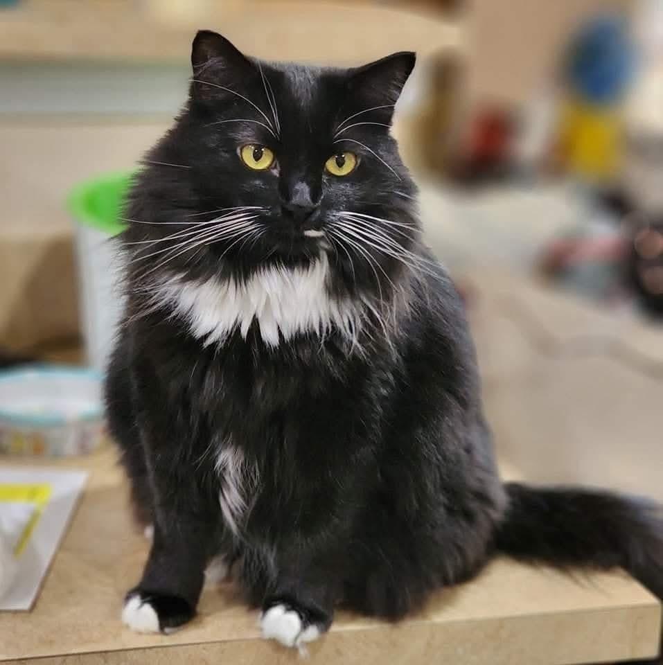 Lovena, Adoptable, Senior Female Domestic Medium Hair.