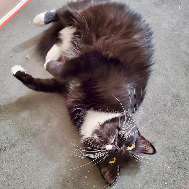 Lovena, a Adoptable Domestic Medium Hair in Ladson, SC image 3/6