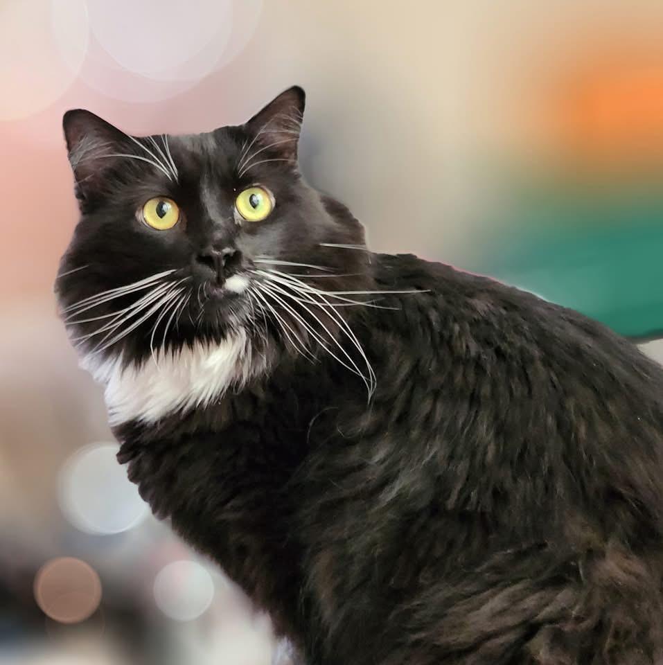Lovena, a Adoptable Domestic Medium Hair in Ladson, SC image 4/6