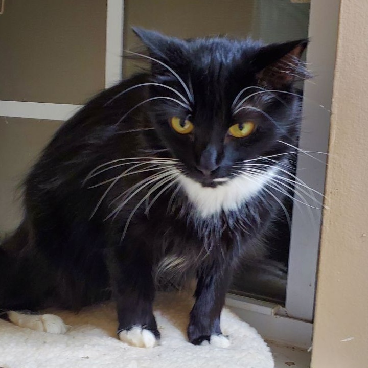 Lovena, a Adoptable Domestic Medium Hair in Ladson, SC image 6/6