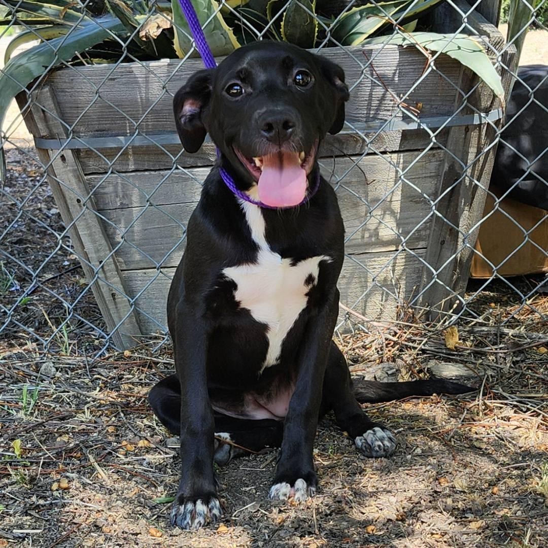 Enlarge Valentina, a Adoptable Mixed Breed in Oakley, UT image 3/6