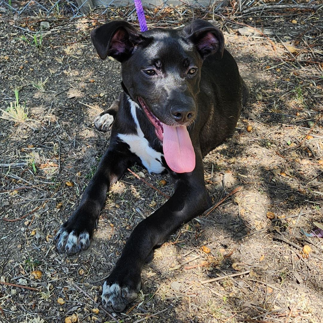 Valentina, an adoptable Mixed Breed in Oakley, UT, 84055 | Photo Image 4