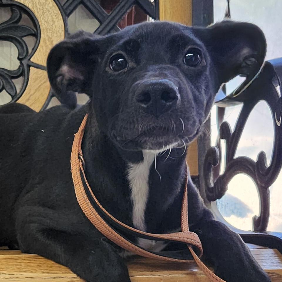 Valentina, an adoptable Mixed Breed in Oakley, UT, 84055 | Photo Image 2