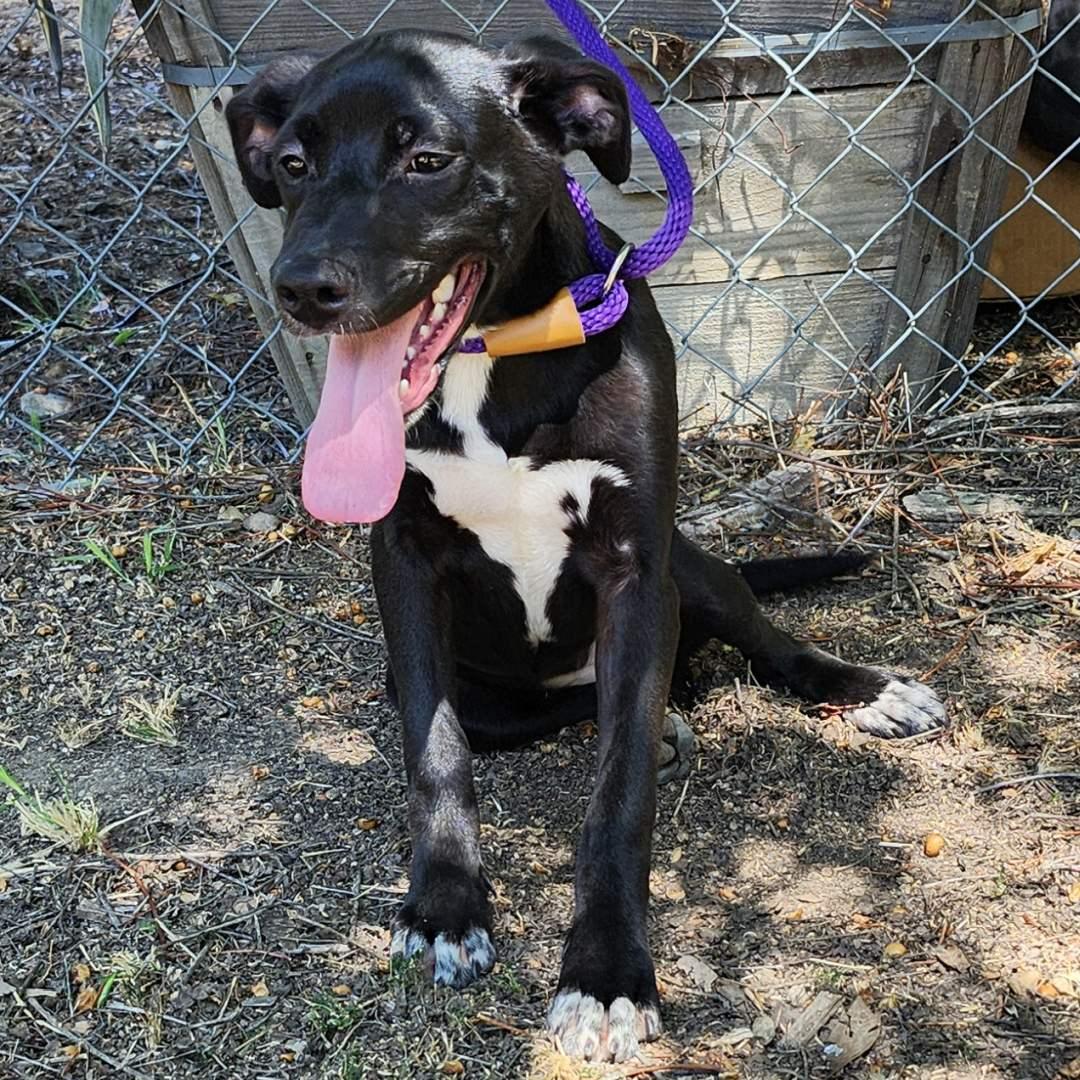 Enlarge Valentina, a Adoptable Mixed Breed in Oakley, UT image 4/6