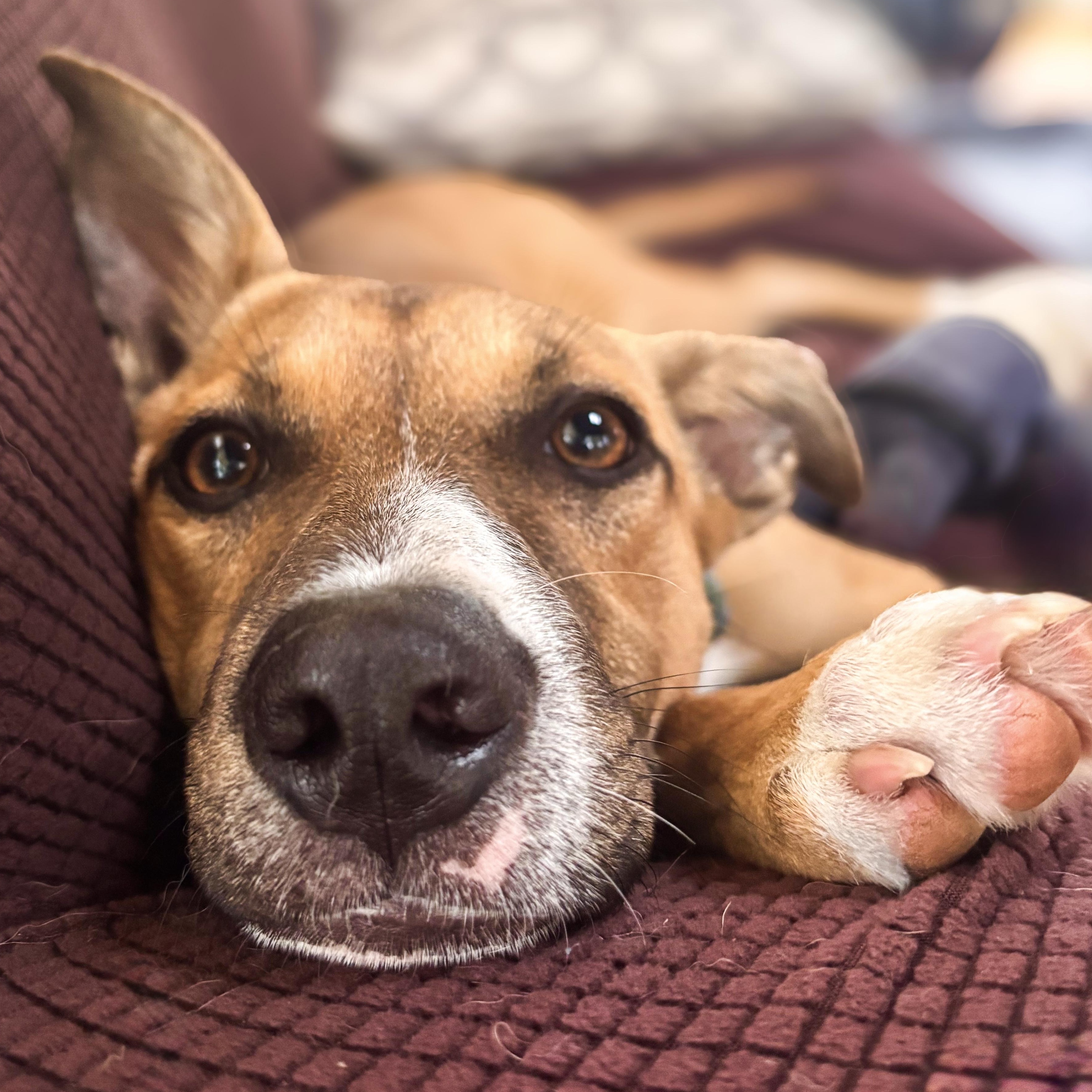 San, Adoptable, Young Female Mixed Breed.