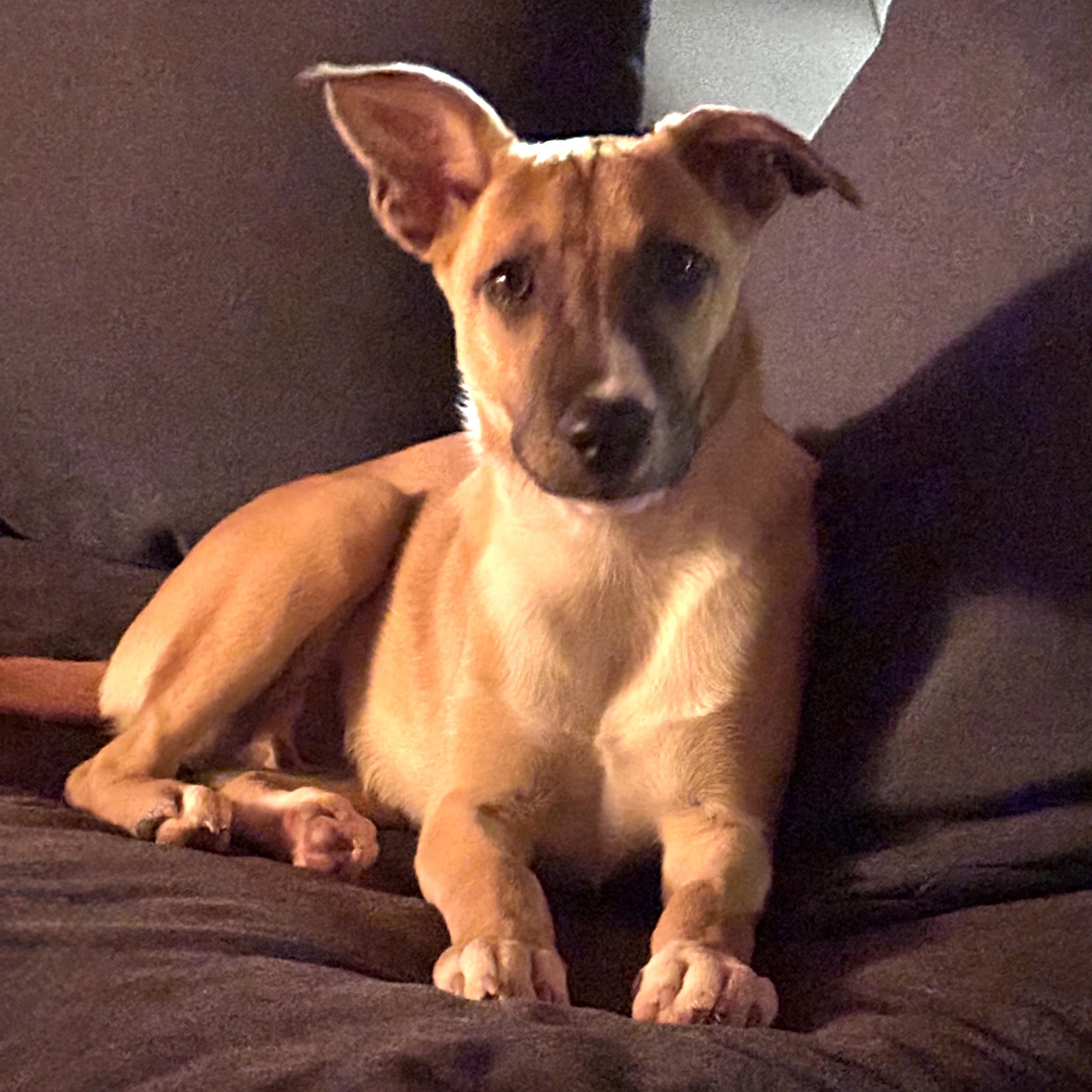 San, a Adoptable mixed breed in Lindenhurst, NY image 3/6