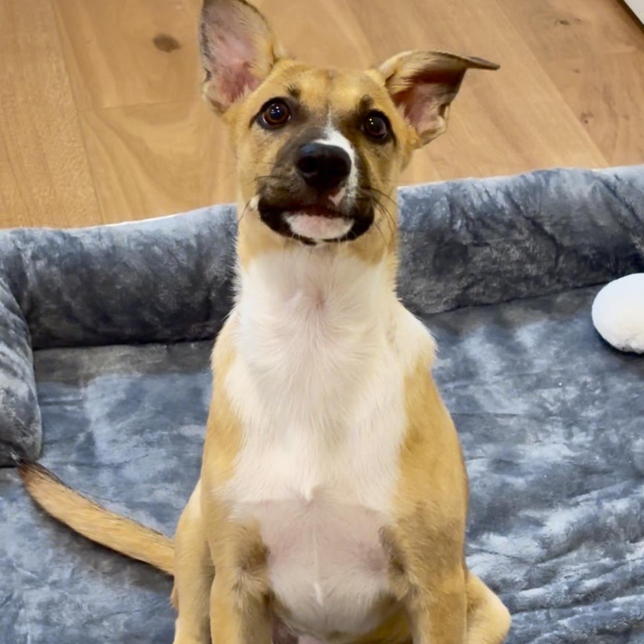 San, a Adoptable mixed breed in Lindenhurst, NY image 2/6