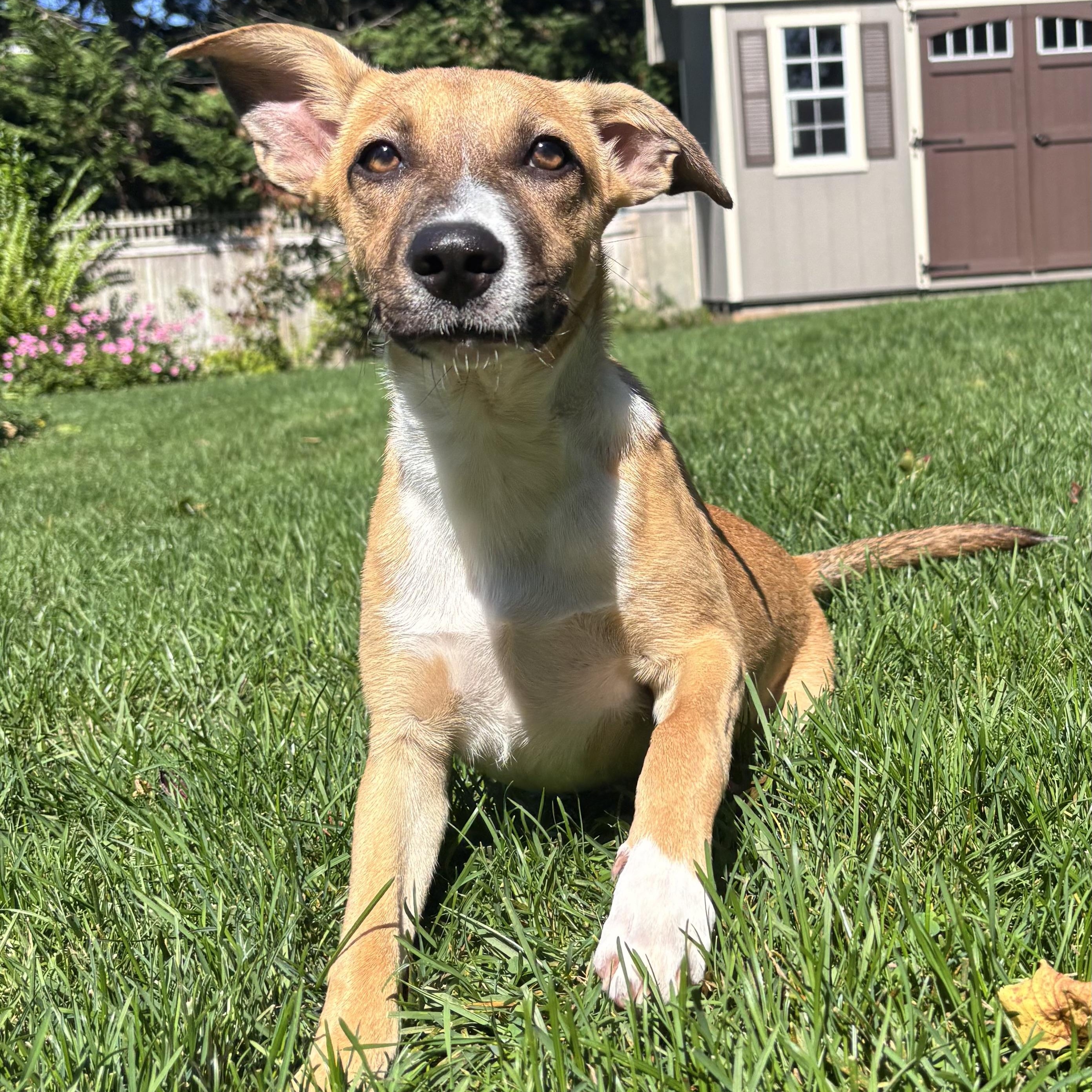 San, a Adoptable mixed breed in Lindenhurst, NY image 5/6