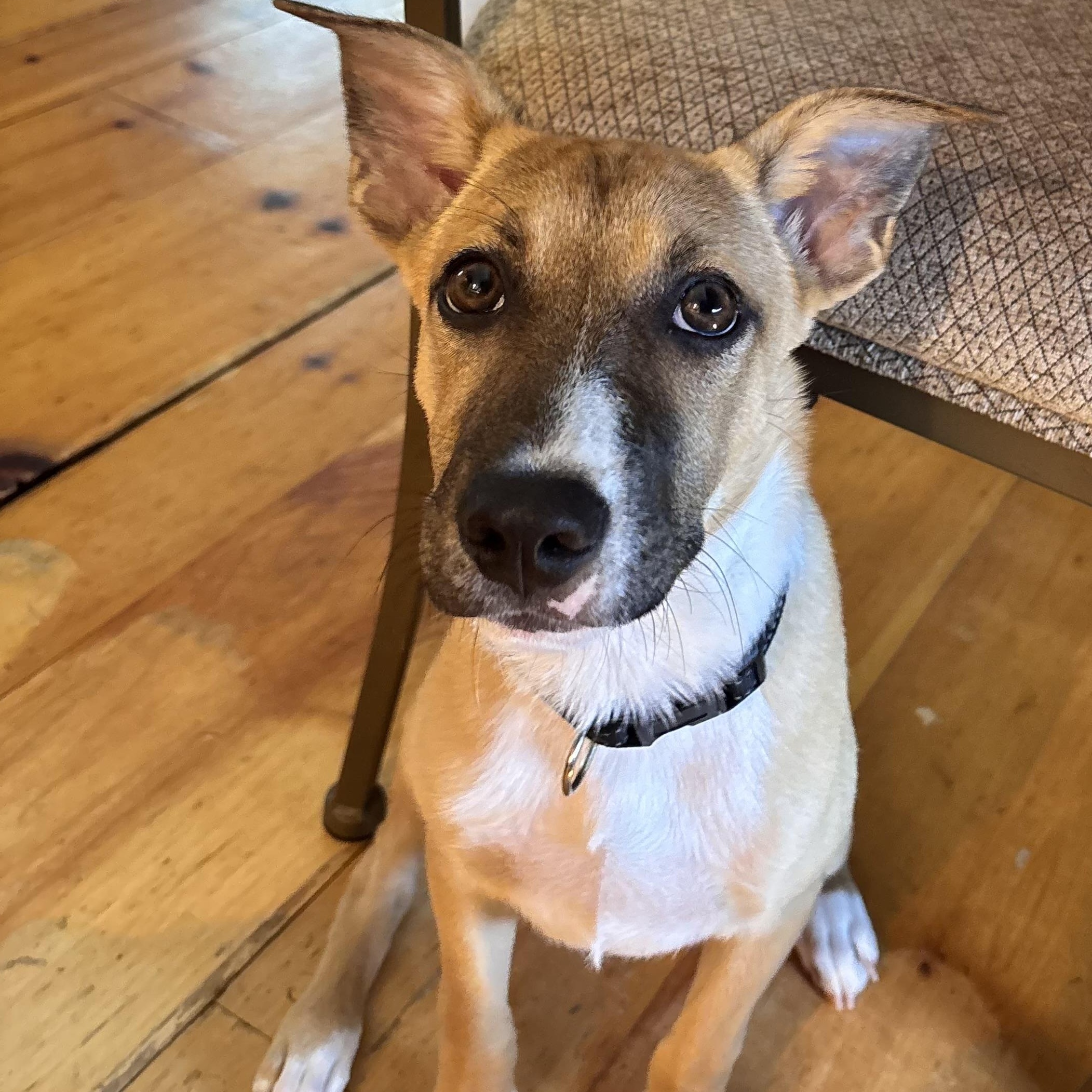 San, a Adoptable mixed breed in Lindenhurst, NY image 4/6