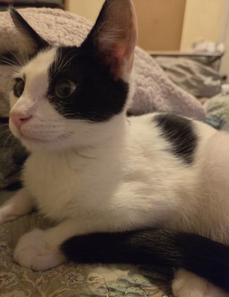 Enlarge Splat, a Adopted Domestic Short Hair in Pocatello, ID image 3/4