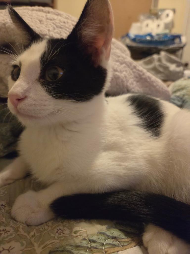 Enlarge Splat, a Adopted Domestic Short Hair in Pocatello, ID image 2/4