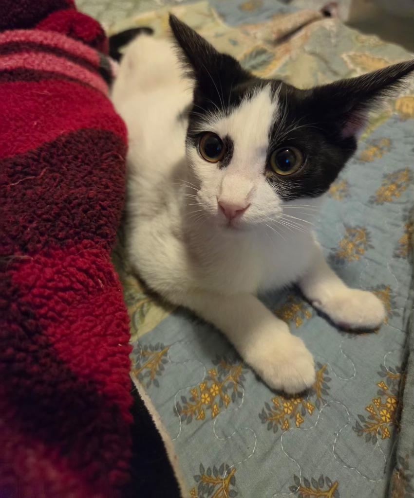Enlarge Splat, a Adopted Domestic Short Hair in Pocatello, ID image 4/4