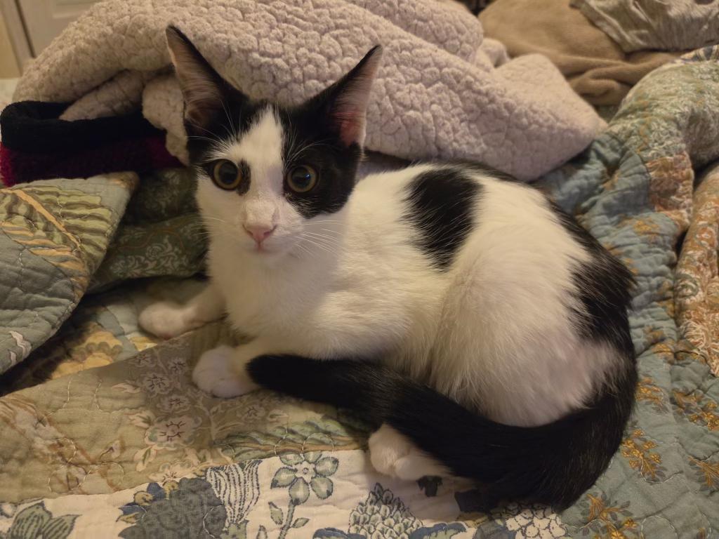 Enlarge Splat, a Adopted Domestic Short Hair in Pocatello, ID image 1/4