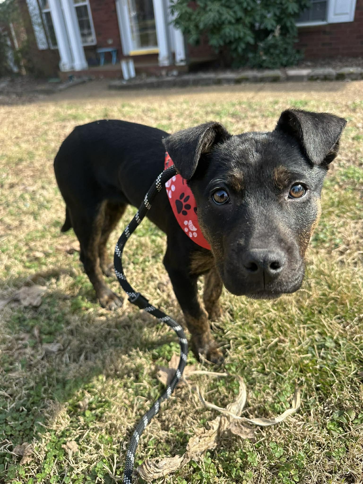 Crush, ADOPTABLE, Puppy Male Australian Cattle Dog / Blue Heeler.
