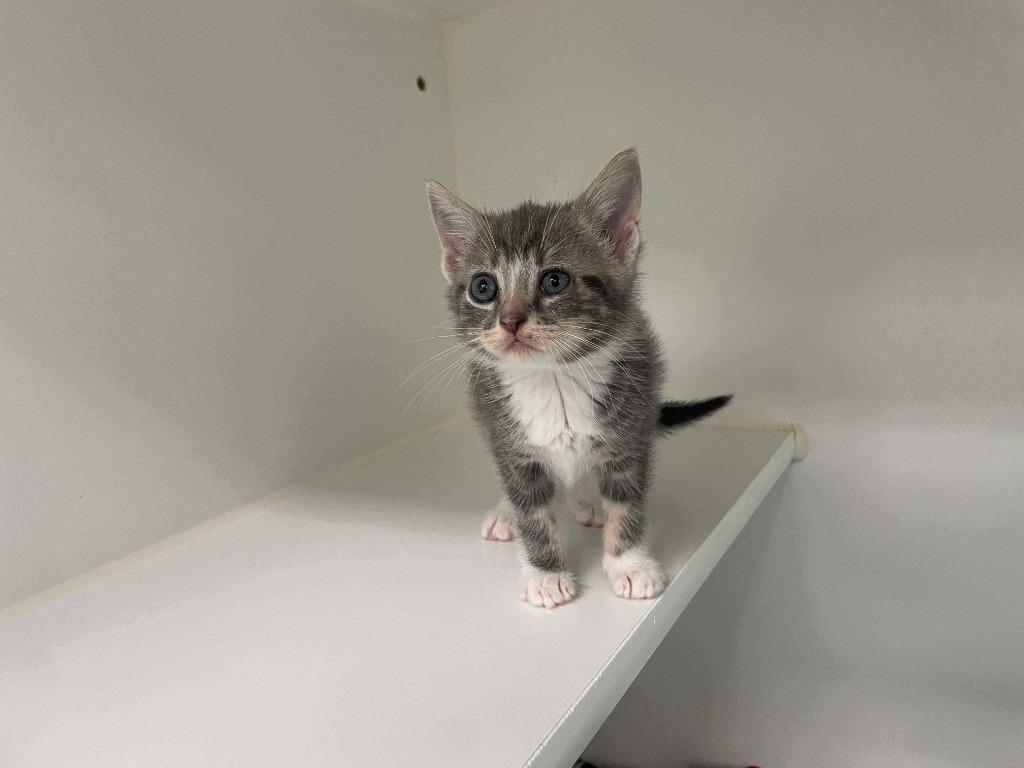 Harriet, a Adoptable Domestic Short Hair in Decorah, IA image 1/2