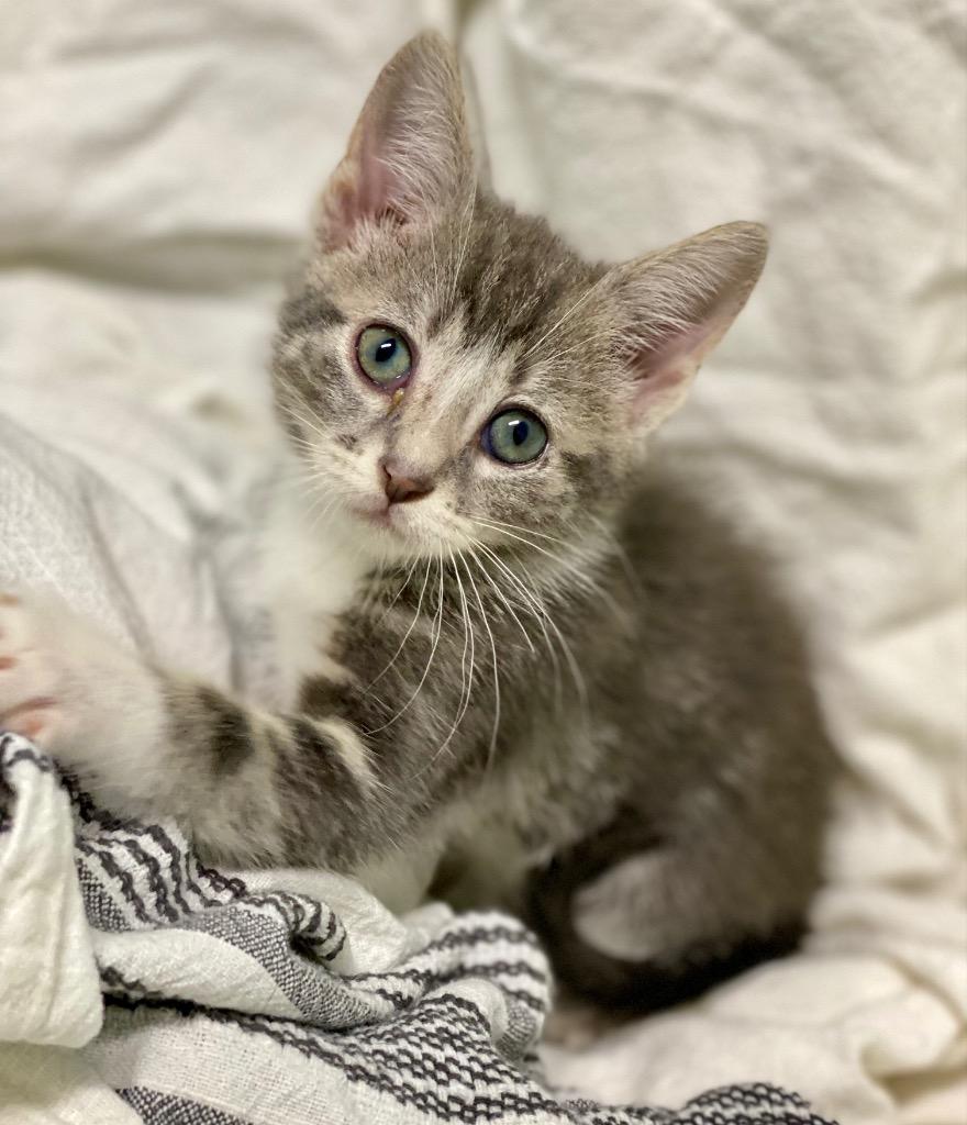 Harriet, a Adoptable Domestic Short Hair in Decorah, IA image 2/2