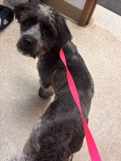 Enlarge A210589, a Adoptable Maltese in Olivehurst, CA image 1/1