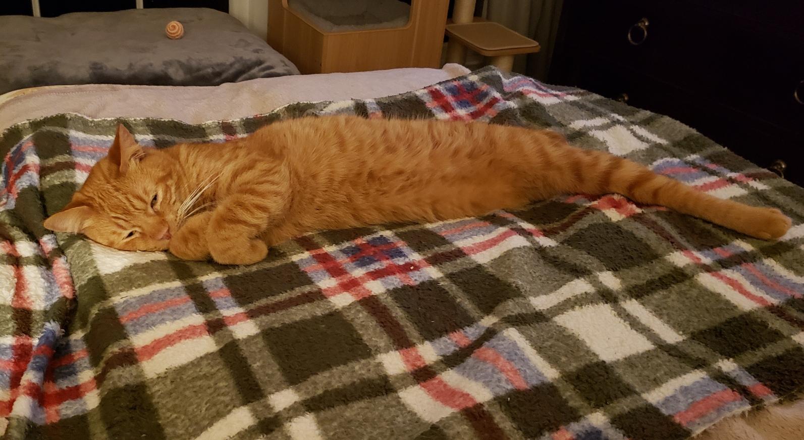 Li'l Feet (3-legged), Adopted, Adult Male American Shorthair.