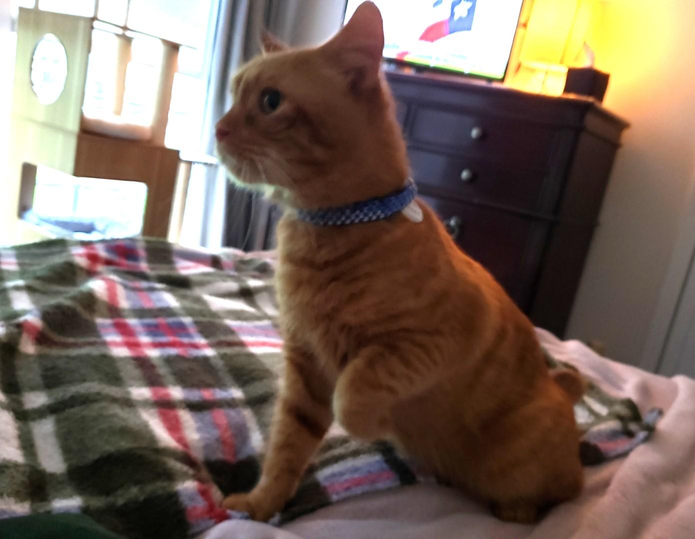 Li'l Feet (3-legged), a Adopted American Shorthair in Hot Springs, AR image 2/2