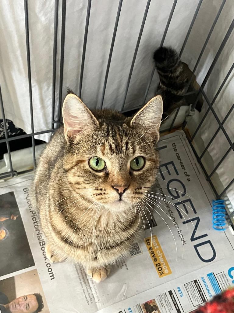 Lady Whiskerdown thumbnail 2