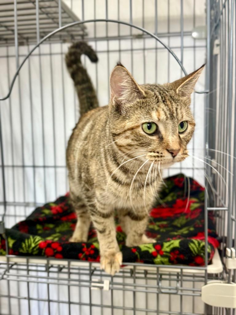 Lady Whiskerdown thumbnail 3