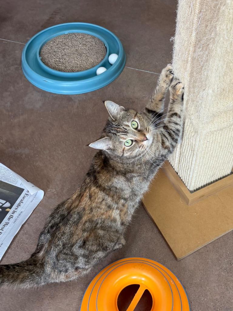 Lady Whiskerdown thumbnail 4