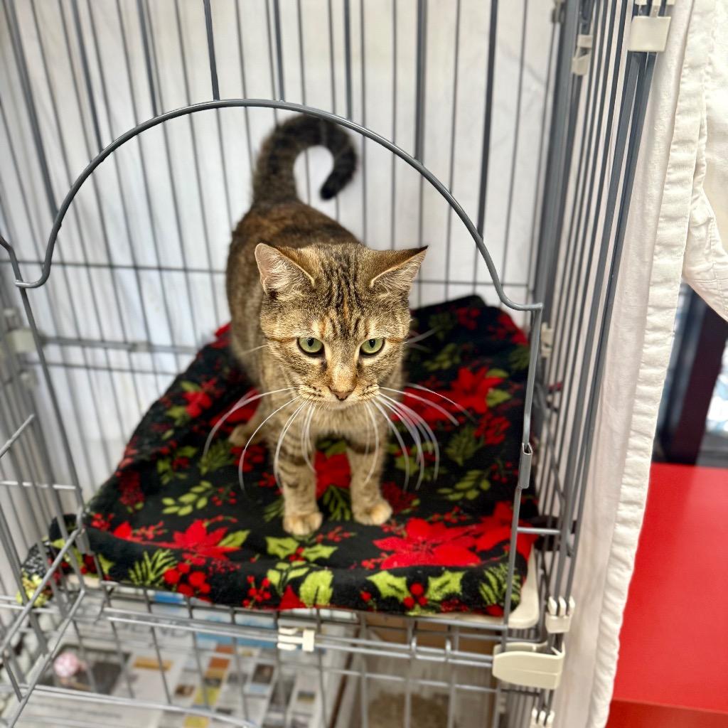 Lady Whiskerdown thumbnail 6