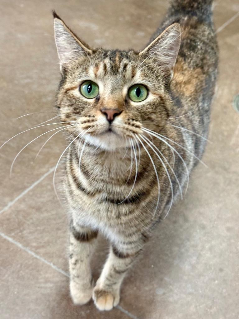 Lady Whiskerdown thumbnail 7