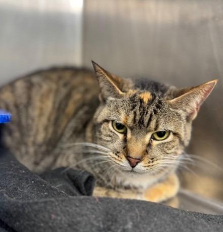 Enlarge Callie, a Adoptable mixed breed in Lunenburg, MA image 1/1