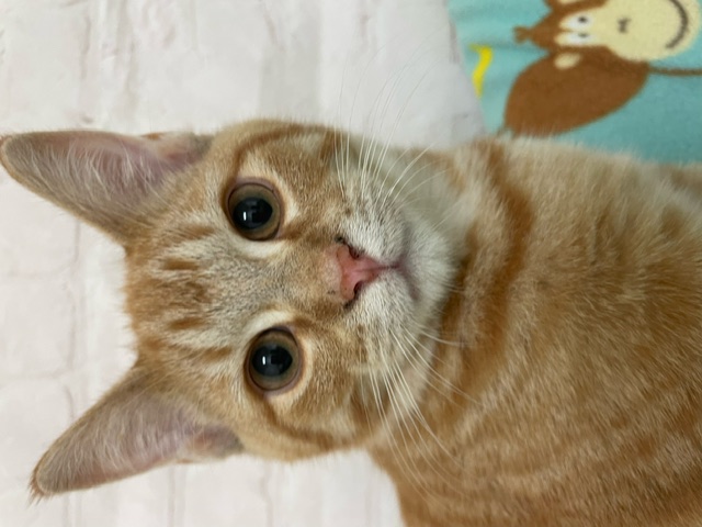 Sneezy